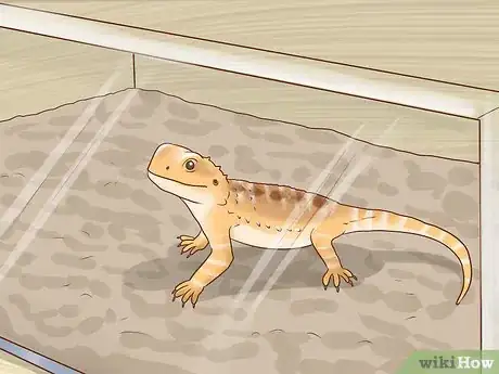 Imagen titulada Care for Bearded Dragons Step 6