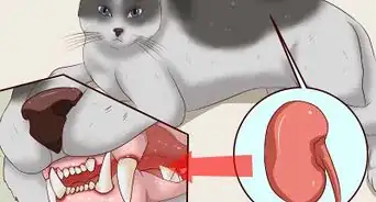 limpiar los dientes de un gato