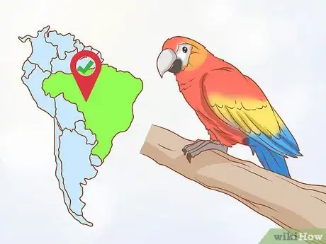 Imagen titulada Identify Parrots Step 12