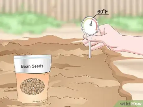 Imagen titulada Grow Beans and Peas Step 6