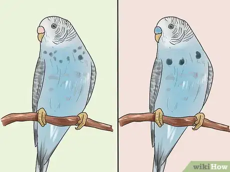 Imagen titulada Identify Your Budgie's Gender Step 1