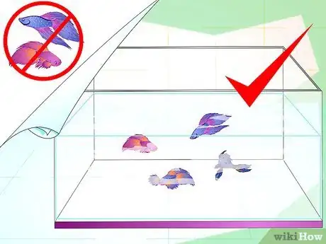 Imagen titulada Make a Female Betta Community Step 6