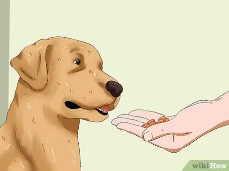 Imagen titulada Get Your Dog to Eat Dry Food Step 11