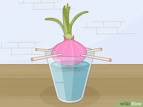 Imagen titulada Grow Onions in Water Step 3