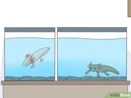 Imagen titulada Care for an Axolotl Step 8
