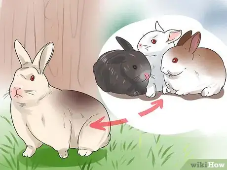 Imagen titulada Breed Rabbits Step 20