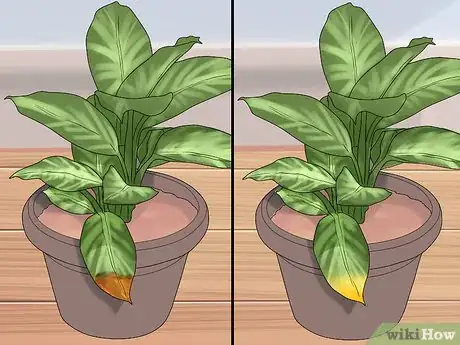 Imagen titulada Remove Brown Tips From the Leaves of Houseplants Step 10