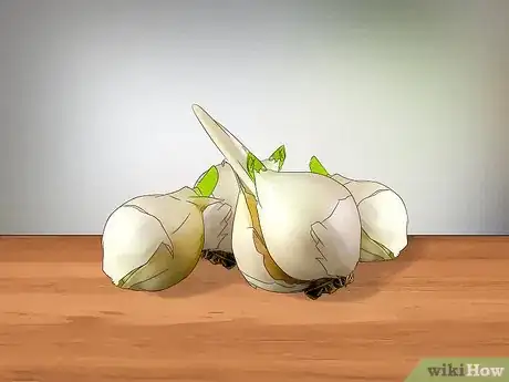 Imagen titulada Grow Elephant Garlic Step 1