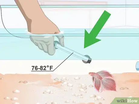 Imagen titulada Prevent and Treat Popeye in Betta Fish Step 3