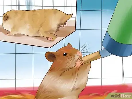 Imagen titulada Treat Your Sick Hamster Step 3