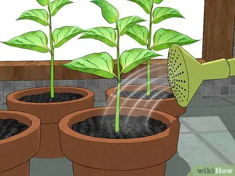 Imagen titulada Grow Bell Peppers Indoors Step 14