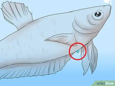 Imagen titulada Determine the Sex of a Betta Fish Step 4