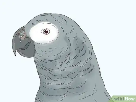 Imagen titulada Raise an African Grey Parrot Step 11