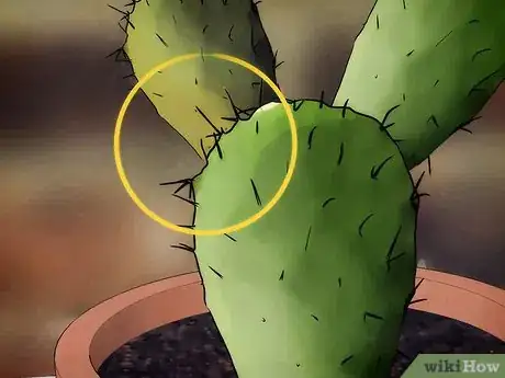 Imagen titulada Save a Dying Cactus Step 4