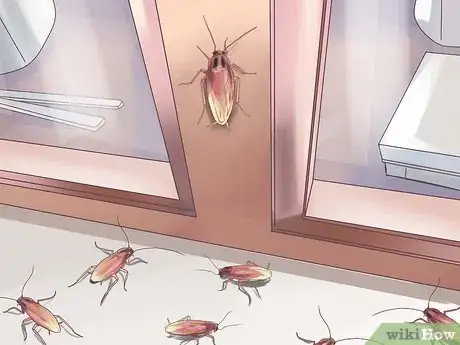 Imagen titulada Identify a Cockroach Step 9