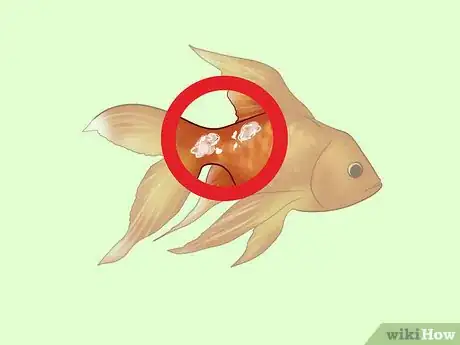 Imagen titulada Treat Fungal Infections in Fish Step 9