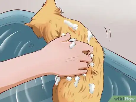 Imagen titulada Get Your Cat to Tolerate a Bath Step 8