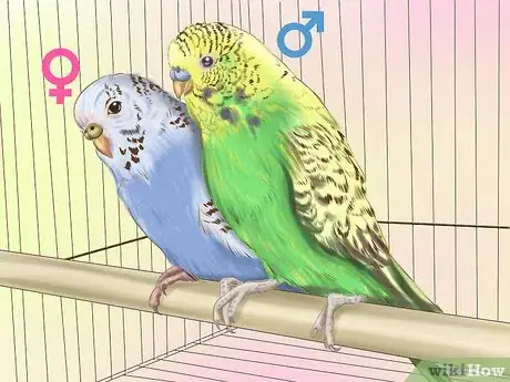 Imagen titulada Choose a Good Budgie Step 8