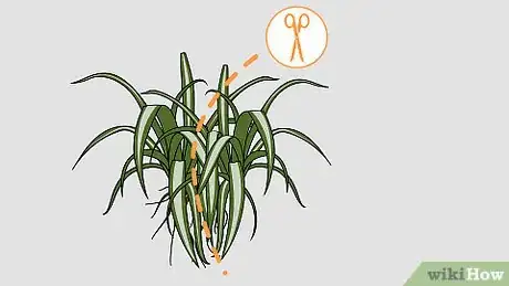 Imagen titulada Care for a Spider Plant Step 8