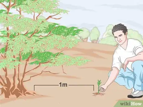 Imagen titulada Grow a Sandalwood Tree Step 10