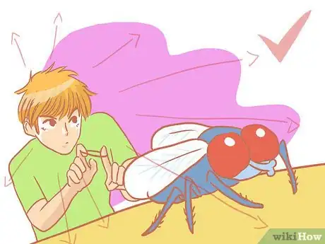 Imagen titulada Kill a Fly Quickly Step 11