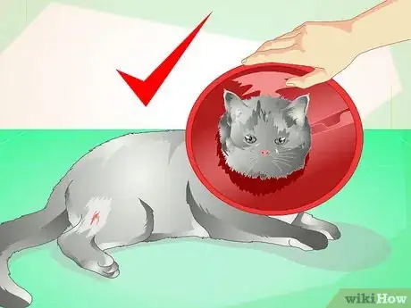 Imagen titulada Treat an Abscess on a Cat Step 11