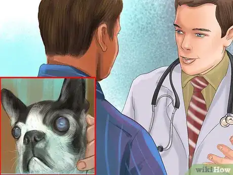 Imagen titulada Diagnose Eye Problems in Boston Terriers Step 6