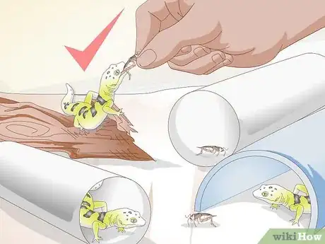 Imagen titulada Care for a Leopard Gecko Egg Step 12