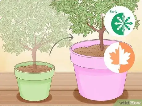 Imagen titulada Grow Kumquat Step 10