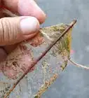 esqueletizar hojas