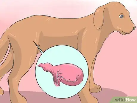 Imagen titulada Collect a Urine Sample from a Female Dog Step 9