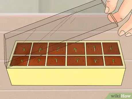 Imagen titulada Grow Kale Indoors Step 4