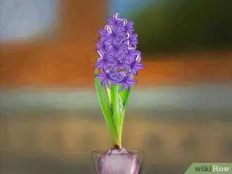 Imagen titulada Grow a Hyacinth Bulb in Water Step 9