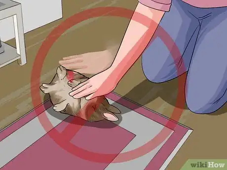 Imagen titulada Teach a Rabbit Not to Scratch Step 7