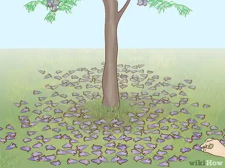 Imagen titulada Grow a Jacaranda Tree Step 11