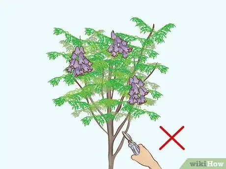 Imagen titulada Grow a Jacaranda Tree Step 10