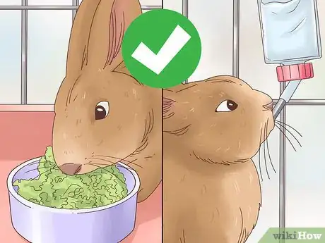 Imagen titulada Treat Diarrhea in Rabbits Step 14