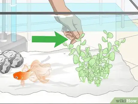 Imagen titulada Clean Aquarium Plants Step 1