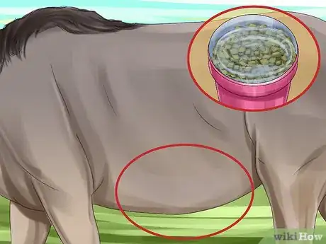 Imagen titulada Feed Your Horse Alfalfa Cubes Step 5