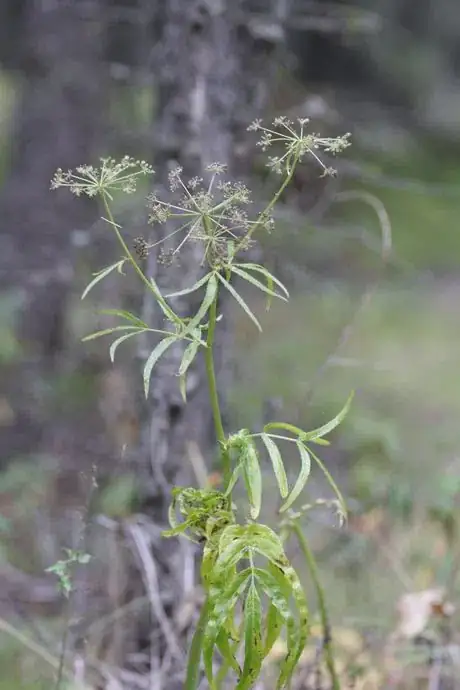 Imagen titulada Siuam suave Water Parsnip