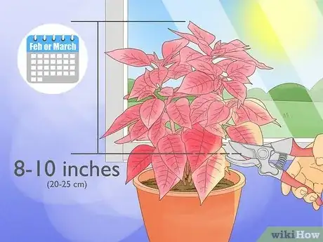 Imagen titulada Grow Poinsettia Step 18