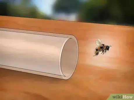 Imagen titulada Catch a Bee Without Getting Stung Step 11