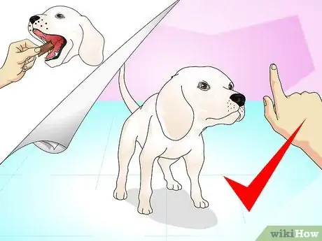 Imagen titulada Teach Your Dog to Do a High Five Step 3