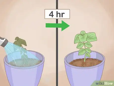 Imagen titulada Grow Basil Indoors Step 15