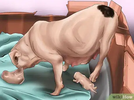 Imagen titulada Breed French Bulldogs Step 7