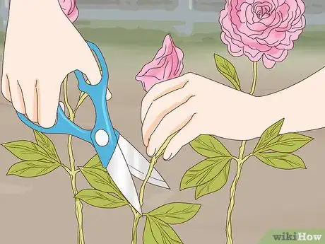 Imagen titulada Get Peonies to Bloom Step 5