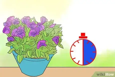 Imagen titulada Grow Lisianthus Step 11