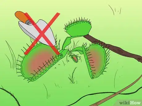 Imagen titulada Care for Venus Fly Traps Step 3