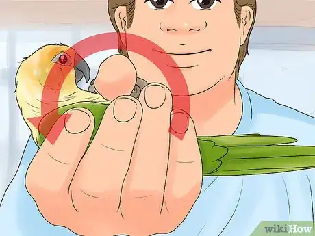 Imagen titulada Interact with Your Conure Step 12