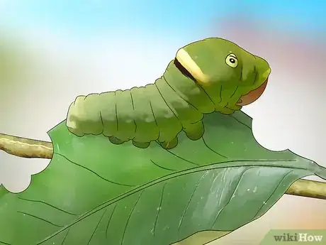 Imagen titulada Identify a Caterpillar Step 6